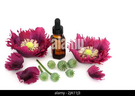 Mohnblumen und Samenköpfe mit Tinktur-Flasche. Samen, die in der alternativen Medizin zur Behandlung von Verstopfung, Asthma, Husten und Schlaflosigkeit verwendet werden. Stockfoto