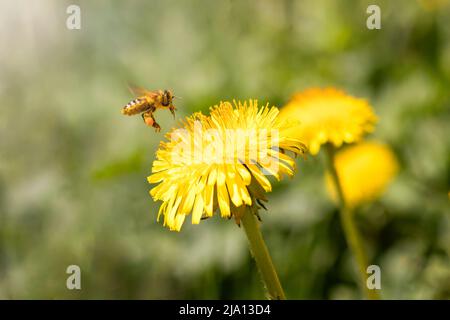 Eine Biene sammelt vor einem Hintergrund verschwommener Blüten Honig aus dem Dandelion Stockfoto