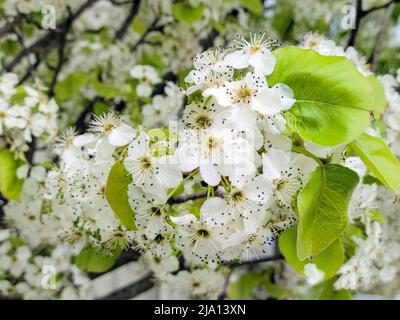 Nahaufnahme der Krabbenapfelblüten auf dem Frühlingsbaum Stockfoto