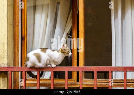 Niedliche Katze kletterte auf den Zaun eines Fensters und nahm die kühle in der Straße. Stockfoto