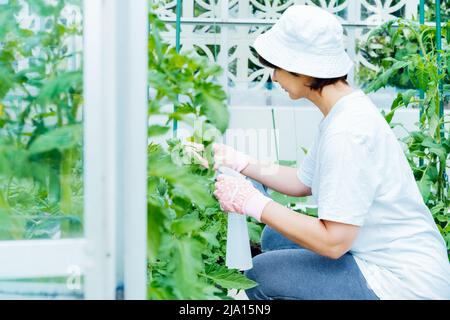 Eine Frau behandelt mit Sprühdünger Tomatenpflanzen im Gewächshaus. Lebensmittelanbau und Gartenarbeit. Umweltfreundlich, achten Sie auf Gemüse in t Stockfoto