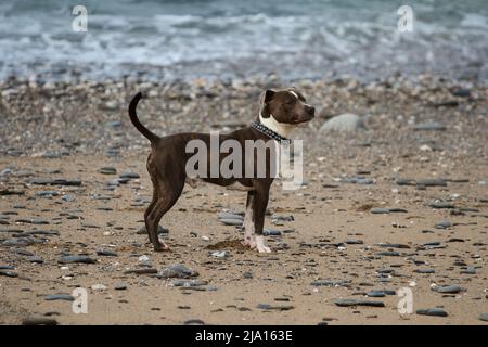 Hellbraun und weiß Staffordshire Bull Terrier am Strand Stockfoto