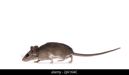 Niedliche Kairoer Stachelmaus alias acomys cahirinus, die Seitenwege läuft. Isoliert auf weißem Hintergrund. Stockfoto