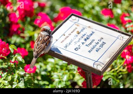 Sperling. Blumen. Brauner Sperling auf dem Zeichen der Blumen und Rosen des Rosengartenparks des Parque del Oeste in Madrid. Hintergrund voll Stockfoto