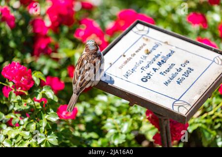 Sperling. Blumen. Brauner Sperling auf dem Zeichen der Blumen und Rosen des Rosengartenparks des Parque del Oeste in Madrid. Hintergrund voll Stockfoto