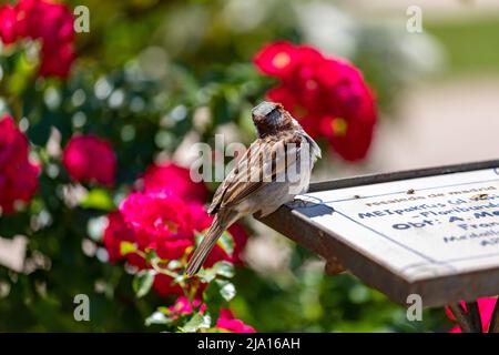 Sperling. Blumen. Brauner Sperling auf dem Zeichen der Blumen und Rosen des Rosengartenparks des Parque del Oeste in Madrid. Hintergrund voll Stockfoto