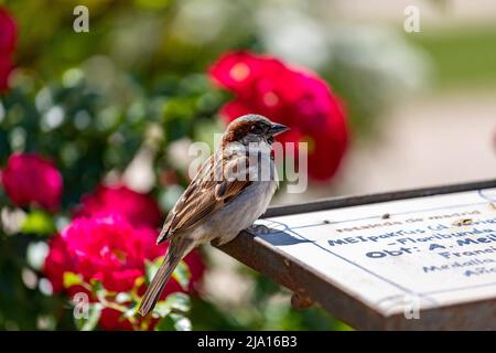 Sperling. Blumen. Brauner Sperling auf dem Zeichen der Blumen und Rosen des Rosengartenparks des Parque del Oeste in Madrid. Hintergrund voll Stockfoto