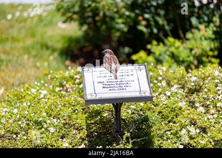 Sperling. Blumen. Brauner Sperling auf dem Zeichen der Blumen und Rosen des Rosengartenparks des Parque del Oeste in Madrid. Hintergrund voll Stockfoto