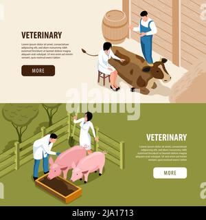 Große Tiere Tierzucht Veterinär 2 isometrische Web-Seite Banner mit Tierarzt Untersuchung Schweine und Kuh Vektor Illustration Stock Vektor