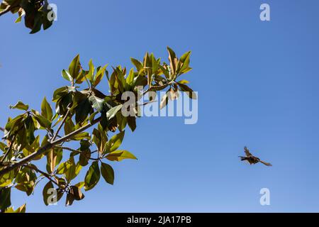 Sperling. Brauner Sperling fliegt über den Park des Rosengartens des Parque del Oeste in Madrid. Hintergrund voller farbenfroher Blumen. Frühlingsdruck. Stockfoto