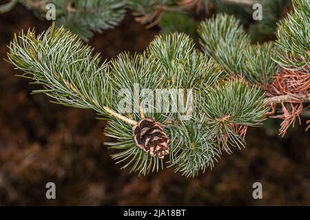 Blätter und Kegel der japanischen Weißkiefer (Pinus parviflora) Stockfoto