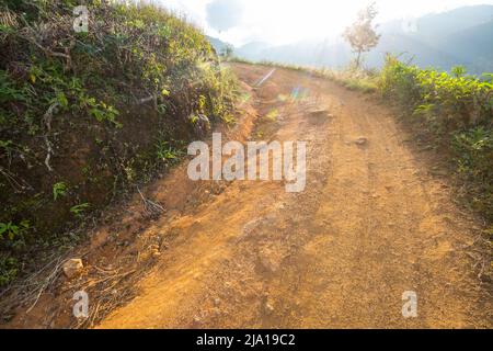 Tuk Tuk fährt auf einer Straße zwischen grünen Bäumen im Wald von Sri Lanka Stockfoto