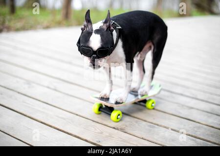 Der Boston Terrier Hund fährt ein langes Brett, geht sehr schnell mit Geschwindigkeit auf einem Skateboard in Sonnenbrillen auf einem Sommerurlaub in Strandnähe mit Vergnügen Stockfoto