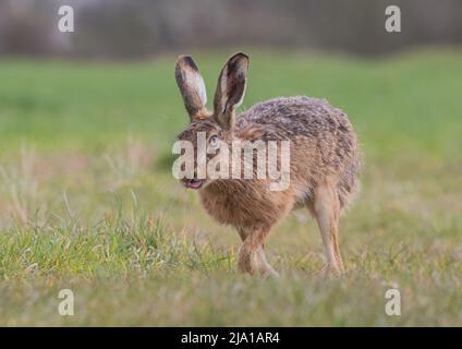 Eine enge Begegnung eines frechen braunen Hasen, der durch das Gras bumst und seine Zunge an die Kamera ausstreckt - Suffolk, Großbritannien Stockfoto