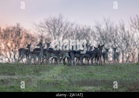 Eine kleine Herde von Brachhirten, gemischtes Alter, zeigt eine Reihe von Farben gegen einen Winteraufgang. Suffolk, Großbritannien . Stockfoto