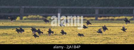 Eine Schar von Staren, in der Luft, fliegen über eine Wiese im Winter Sonnenschein. Suffolk, Großbritannien Stockfoto