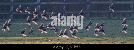 Eine Schar von Staren, in der Luft, fliegen über ein Grasland Lebensraum. Ihre Flügel werden von der untergehenden Sonne beleuchtet. Suffolk, Großbritannien Stockfoto