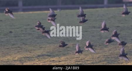 Eine Schar von Staren, in der Luft, fliegen über ein Grasland Lebensraum im Abendlicht. Suffolk, Großbritannien Stockfoto