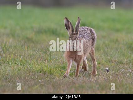 Der beste Fuß nach vorne, ein brauner Hasen mit langen Schnurrhaaren, der zur Kamera läuft - Suffolk, Großbritannien Stockfoto