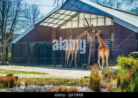 Zoo Dortmund, Nordrhein-Westfalen, Deutschland Stockfoto