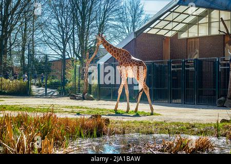 Zoo Dortmund, Nordrhein-Westfalen, Deutschland Stockfoto