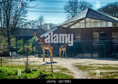 Zoo Dortmund, Nordrhein-Westfalen, Deutschland Stockfoto