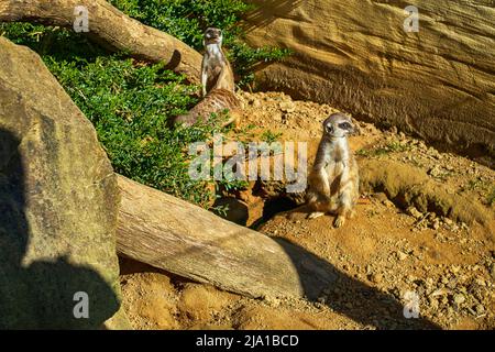 Zoo Dortmund, Nordrhein-Westfalen, Deutschland Stockfoto