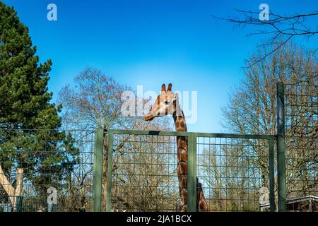 Zoo Dortmund, Nordrhein-Westfalen, Deutschland Stockfoto