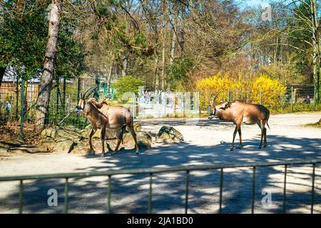 Zoo Dortmund, Nordrhein-Westfalen, Deutschland Stockfoto