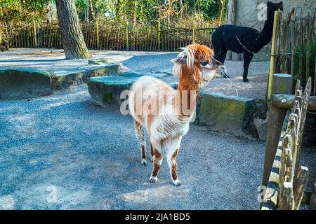 Zoo Dortmund, Nordrhein-Westfalen, Deutschland Stockfoto