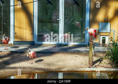 Zoo Dortmund, Nordrhein-Westfalen, Deutschland Stockfoto