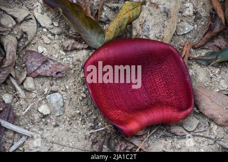 Musa ist eine von zwei oder drei Gattungen aus der Familie der Musaceae. Die Gattung umfasst blühende Pflanzen, die essbare Bananen und Bananen produzieren. Stockfoto