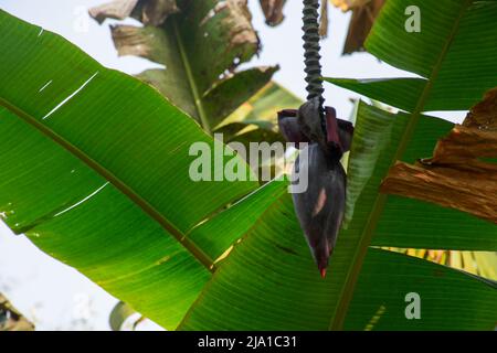 Musa ist eine von zwei oder drei Gattungen aus der Familie der Musaceae. Die Gattung umfasst blühende Pflanzen, die essbare Bananen und Bananen produzieren. Stockfoto