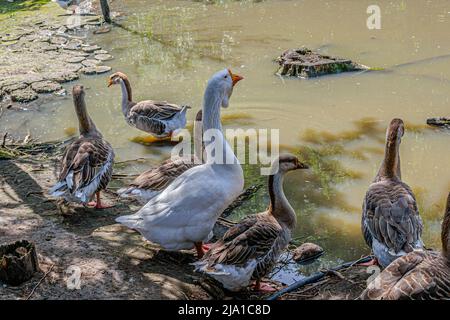 Wunderschöne Gänse in der Nähe des Teiches im Zoo eines Landhotels Stockfoto