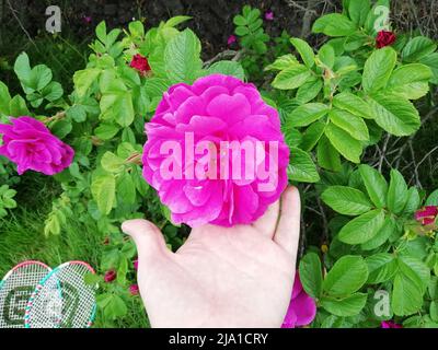 Helle, üppig duftende, blühende rosa Wildrose, Hagebuttenblüte Stockfoto