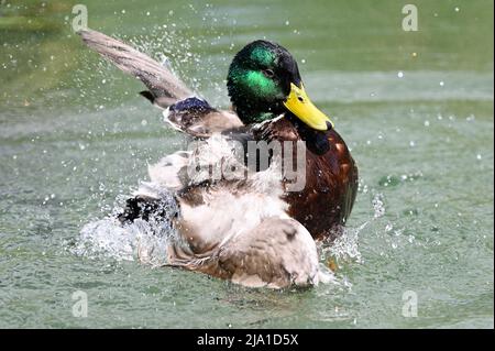 Wien, Österreich. Bademallard (Anas platyrhynchos) im Wasserpark Floridsdorf Stockfoto