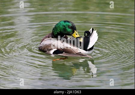 Wien, Österreich. Bademallard (Anas platyrhynchos) im Wasserpark Floridsdorf Stockfoto