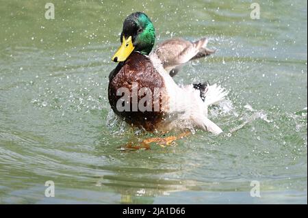 Wien, Österreich. Bademallard (Anas platyrhynchos) im Wasserpark Floridsdorf Stockfoto