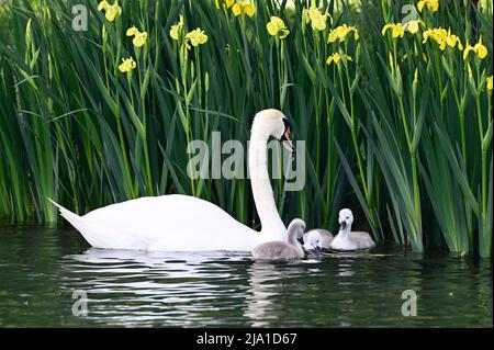 Wien, Österreich. Stummer Schwan mit Küken (Cygnus olor) im Wasserpark Floridsdorf Stockfoto