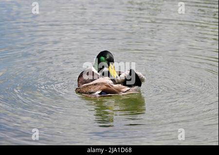 Wien, Österreich. Bademallard (Anas platyrhynchos) im Wasserpark Floridsdorf Stockfoto