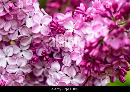 Zweig mit Fliederblüten, helle Blüten von Fliederbusch, weicher Fokus, Nahaufnahme Stockfoto