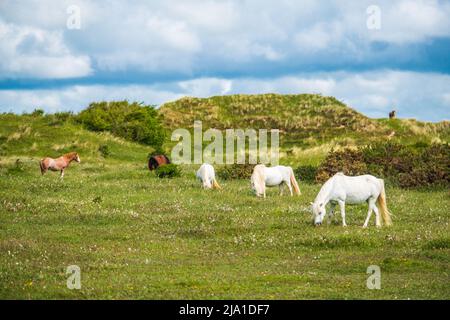 Ponys grasen in Newborough Warren, einem Küstennaturreservat in Anglesey, Wales Stockfoto