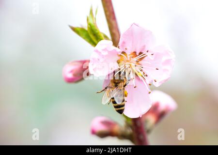 Feder. Eine Honigbiene saß auf einer rosa Apfelblüte auf einem Ast, bestäubt die Blüten und sammelt Nektar. Hochwertige Fotos Stockfoto