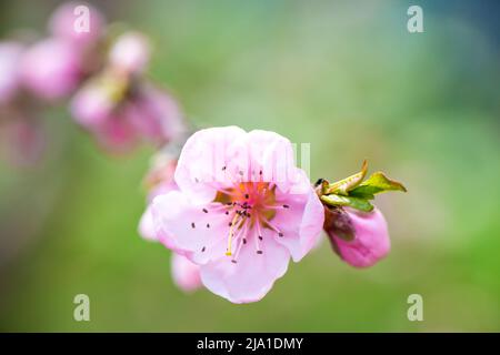 Frühling. Ein Zweig mit zartrosa Blüten aus einer Aprikosenbaume-Nahaufnahme auf einem grünen unscharfen Hintergrund. Hochwertige Fotos Stockfoto