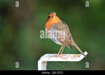 Rotkehlchen (Erithacus Rubecula) Stockfoto