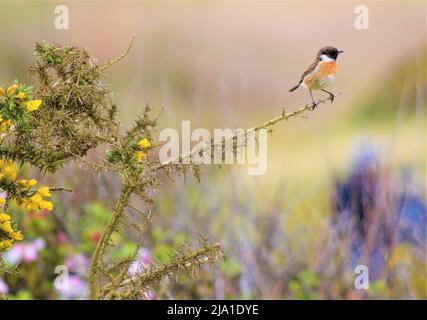 Ein europäischer Stonechat (Saxicola rubicola) Stockfoto