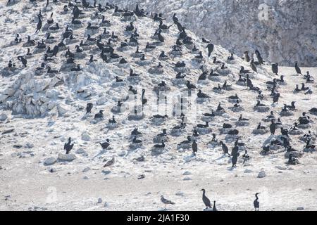 Eine Nistkolonie von Brandts Kormoranen (Urile penicillatus) auf einer Insel im Pazifischen Ozean vor der Küste von Kalifornien, USA, Nordamerika. Stockfoto