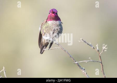 Annas Kolibri (Calypte anna) in Kalifornien zeigt in einem farbenfrohen Schaubild das rote Schillern seiner Kronfedern. Stockfoto