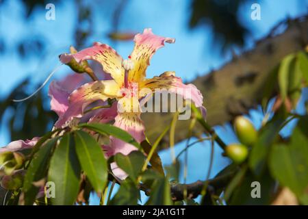 Die Seidenfloss-Baumblume (früher Ceiba Speciosa), Bosques de Palermo, Buenos Aires, Argentinien. Stockfoto
