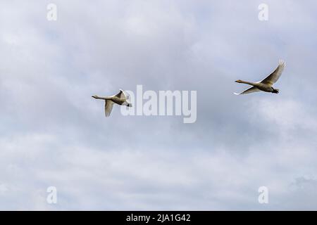 Zwei Gänse im Flug in Island Stockfoto